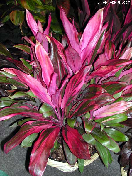 کوردیلین ترمینالیس